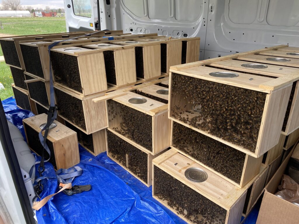Package Bees being delivered to Colorado