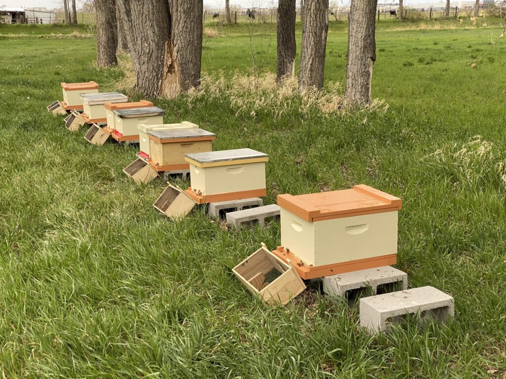 Package Bees installed